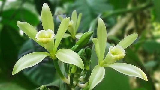 Vanilla (orchids) growing wild before cultivation of pods for food or perfumes or colognes. 